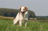 BORDER COLLIE 1418
